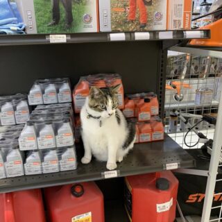 かくれんぼ好きなホームセンターの看板猫 マックス君