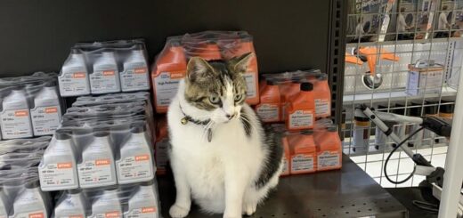 かくれんぼ好きなホームセンターの看板猫 マックス君