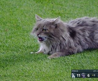 クアーズ・フィールド乱入猫