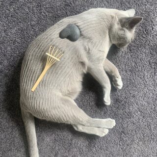 モフ毛で枯山水を表現した猫