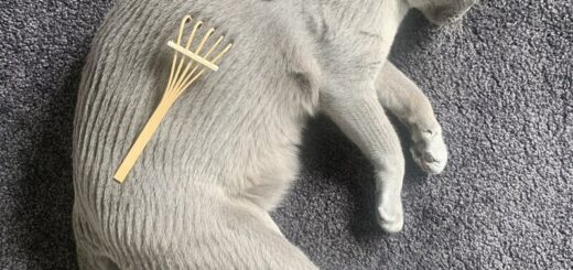 モフ毛で枯山水を表現した猫