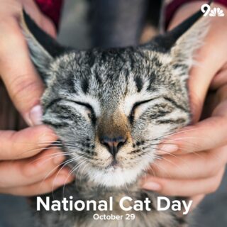 National Cat Day October 29