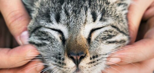 National Cat Day October 29
