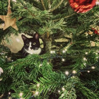 クリスマスツリーに登る猫