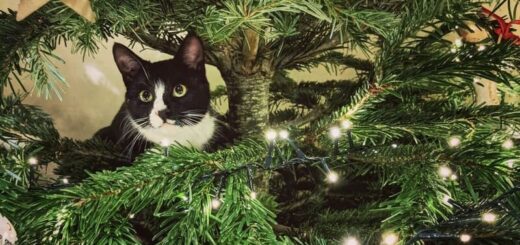 クリスマスツリーに登る猫