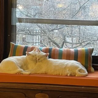 寄り添ってお昼寝している仲良し白猫きょうだい