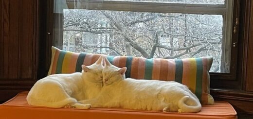 寄り添ってお昼寝している仲良し白猫きょうだい