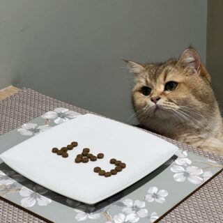 飼い主の父親が用意したスペシャルプレートを眺めるバーティー君