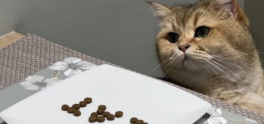 飼い主の父親が用意したスペシャルプレートを眺めるバーティー君