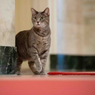 バイデン大統領夫妻の愛猫 ウィリーちゃん