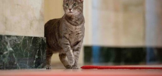バイデン大統領夫妻の愛猫 ウィリーちゃん