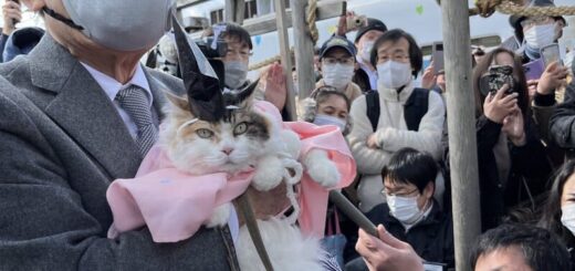 たま神社の宮司に就任したニタマちゃん