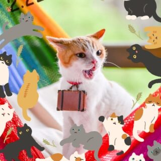 2022年2月22日「スーパー猫の日」のにゃらん君