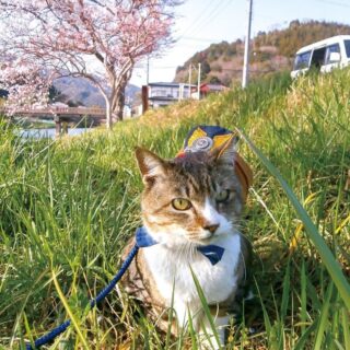 JR芸備線志和口駅のネコ駅長、りょうま君