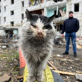 ロシア軍の空爆を生き延びたボロディアンカの猫
