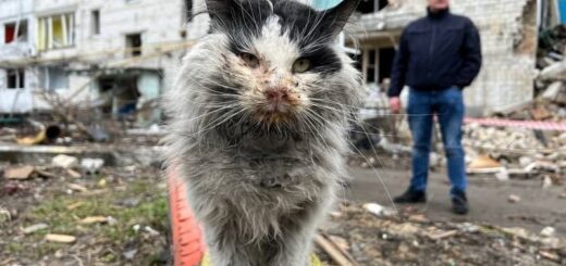 ロシア軍の空爆を生き延びたボロディアンカの猫