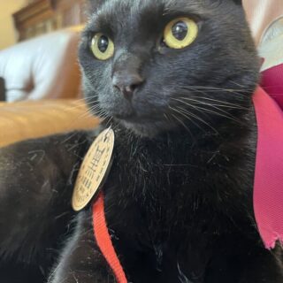 夢二郷土美術館 お庭番ねこ「黑の助」