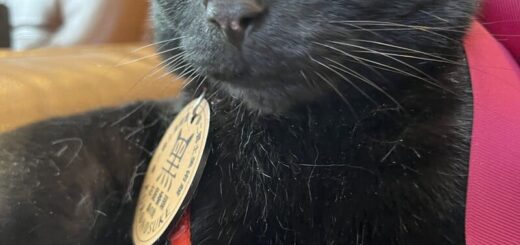 夢二郷土美術館 お庭番ねこ「黑の助」