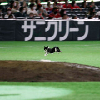 PayPayドームに乱入した猫