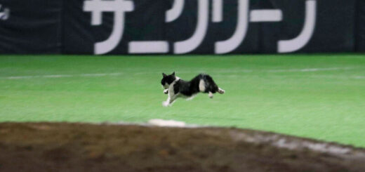 PayPayドームに乱入した猫