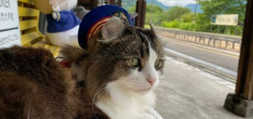 会津鉄道 芦ノ牧温泉駅のらぶ駅長