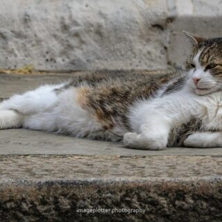 英首相官邸のネズミ捕獲長、ラリー君