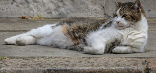 英首相官邸のネズミ捕獲長、ラリー君