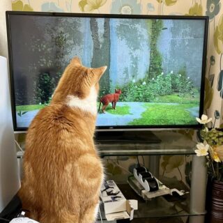 猫が主役のアドベンチャーゲーム 『Stray』に夢中になるリアルにゃんこ