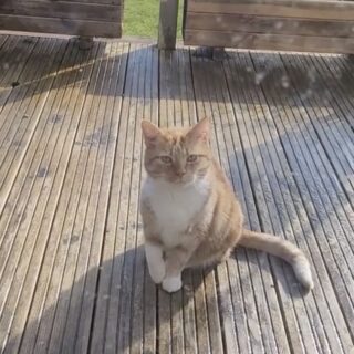 家の中に入れてほしくて仮病を使うスーザンちゃん