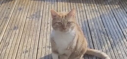 家の中に入れてほしくて仮病を使うスーザンちゃん
