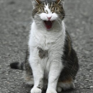 あくびをしているラリー君