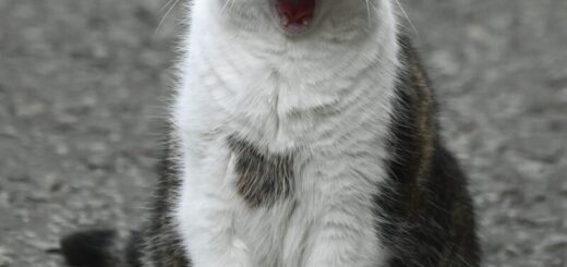 あくびをしているラリー君