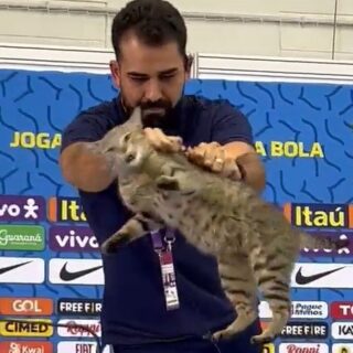 ブラジル代表FWヴィニシウス選手のW杯記者会見に乱入した猫