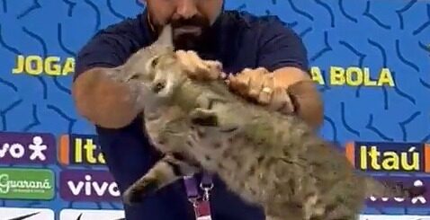 ブラジル代表FWヴィニシウス選手のW杯記者会見に乱入した猫