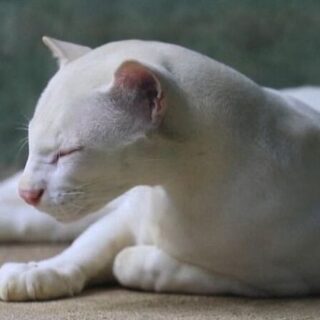 コロンビアで保護されたアルビノのオセロット