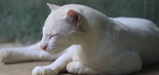 コロンビアで保護されたアルビノのオセロット