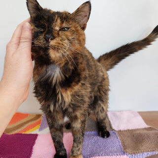 ギネス世界記録「存命中最高齢の猫」に認定されたフロッシーちゃん