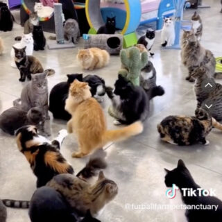 米国のケージフリースタイルの保護猫施設「Furball Farm Cat Sanctuary」で暮らす保護猫たち