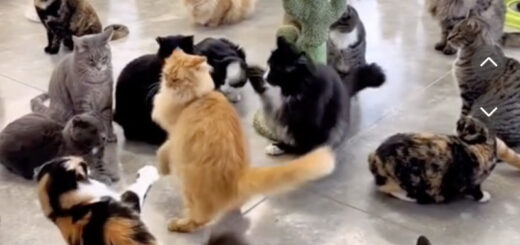 米国のケージフリースタイルの保護猫施設「Furball Farm Cat Sanctuary」で暮らす保護猫たち