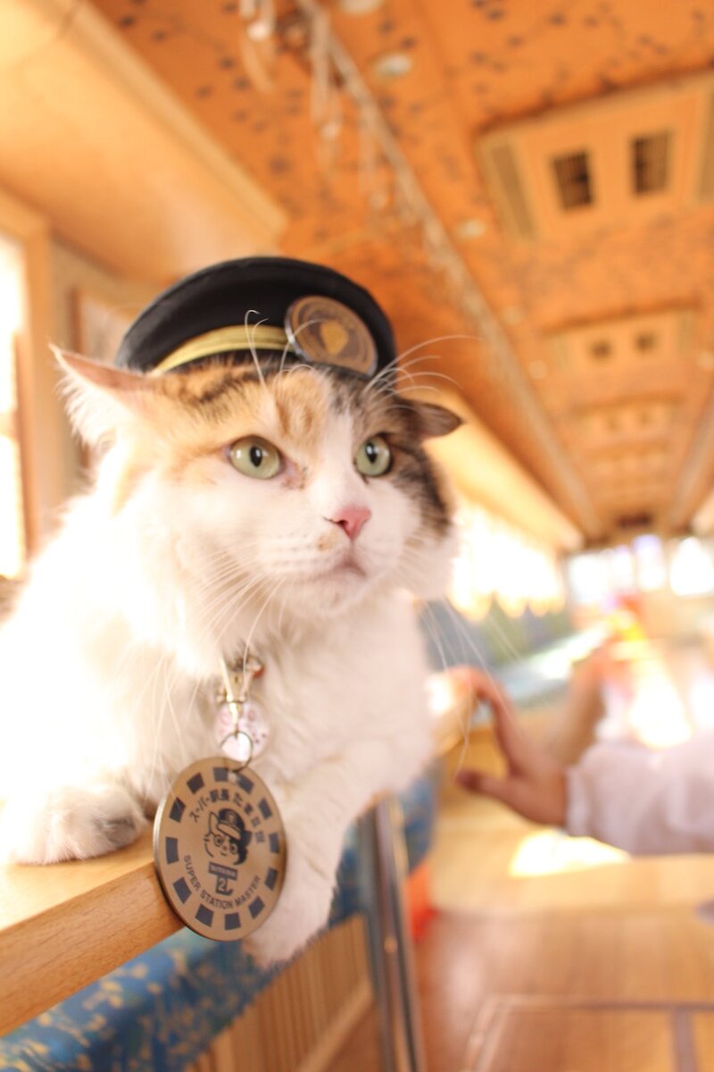 和歌山電鐵 ニタマ駅長