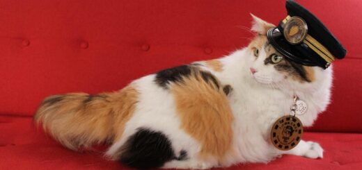 和歌山電鐵 ニタマ駅長