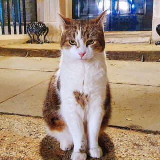 英首相官邸ネズミ捕獲長のラリー君（出典：https://x.com/LightHackers/status/1831970708702028058）