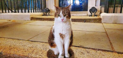 英首相官邸ネズミ捕獲長のラリー君(出典:https://x.com/LightHackers/status/1831970708702028058)