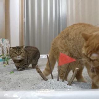 Giant Cat Litter Box Conquest Challenge