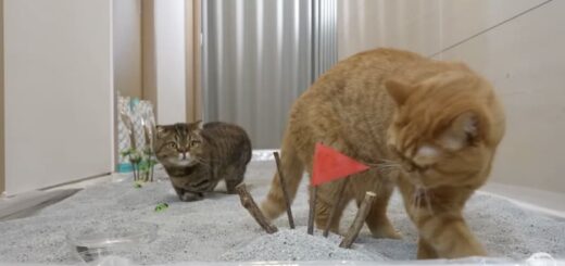 Giant Cat Litter Box Conquest Challenge