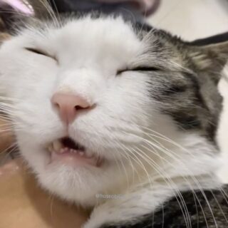 か細い声のいびきをかくホセオブ君