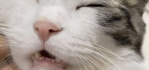 か細い声のいびきをかくホセオブ君