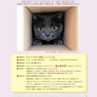 「大佛次郎×ねこ写真展 2022」チラシ