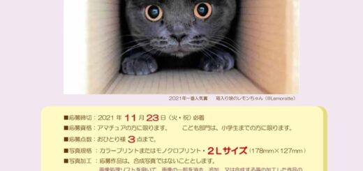 「大佛次郎×ねこ写真展 2022」チラシ