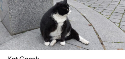 Google mapに表示されるカシュプスカ通りの人気猫、ガセク君